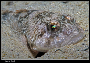 Close-up of Cottus Gobio :-D by Daniel Strub 